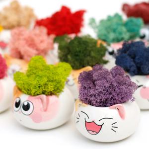 스칸디아모스 천연이끼 냥이 표정화분_15colors
