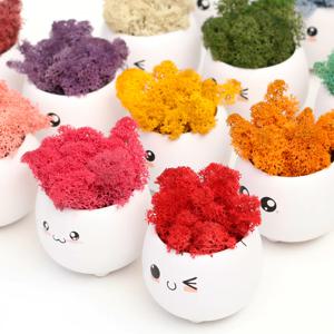 스칸디아모스 천연이끼 표정화분 동글_15colors