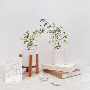 무늬 벤자민 소형_원형 화이트 화분 풀세트/우드 스탠드 화이트 화분 풀세트