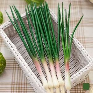 파 모형 채소 모조 인조 가짜 야채 장식 소품 촬영 진열