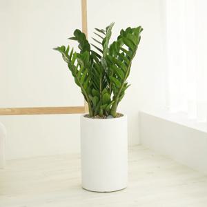 금전수 돈나무 원형화분 2colors/ 3size 거실화분 개업화분 개업식화분
