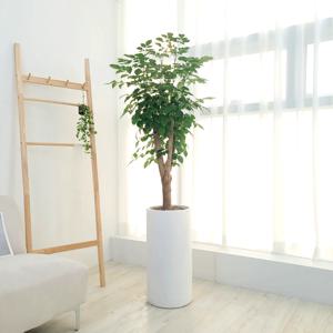 녹보수 사각화분 2colors/2size 인테리어 거실화분 개업화분