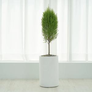 핫도그율마 원형화분 2colors/3size 공기정화식물 인테리어 거실화분