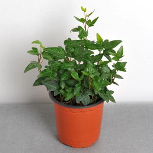 아이비_소형포트 공기정화식물