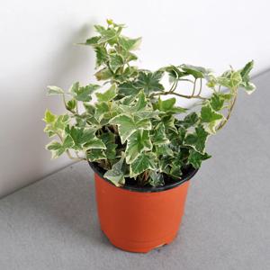 백아이비_소형포트 공기정화식물