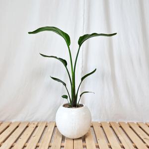 여인초 볼 대리석패턴 화이트 화분(중형)