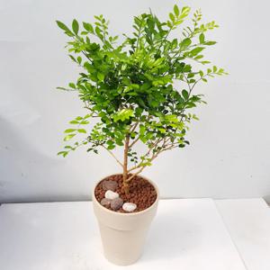 배송일지정가능/오렌지쟈스민 독일 베이지롱토분 set