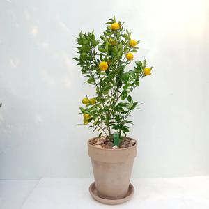 배송일지정가능/유주나무 이태리 롱토분set