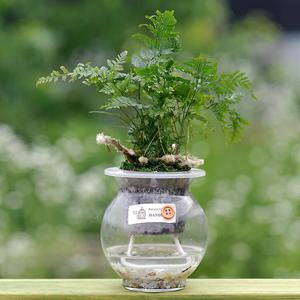 후마타_옥돌 어항글라스 수경재배식물