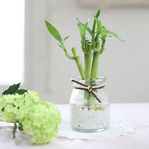 개운죽 푸딩글라스(10cm*5p) 수경재배 DIY세트