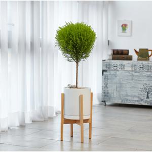 핫도그율마 우드스탠드화분