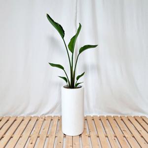 여인초 2종모음 대리석패턴 화이트 원형화분