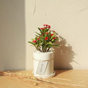 키우기 쉬운 공기정화식물  꽃기린 선인장