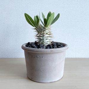 파키포디움 호롬벤세 아프리카 괴근식물 - EV 이태리토분 세트