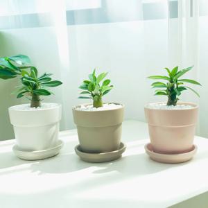 석화 사막의장미 - 파스텔 화분 set / 3 type