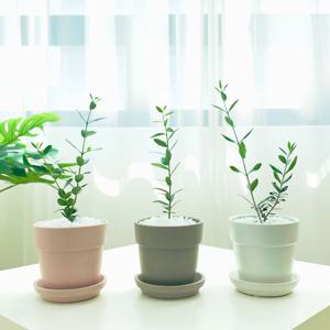 올리브나무 - 파스텔 화분 set / 3 type