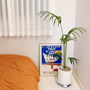 [5% 쿠폰!] 겐차야자 화이트 테라조화분 - 서울/경기지역 직배송 OLNY