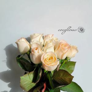하젤장미 생화 (5송이, 10송이)