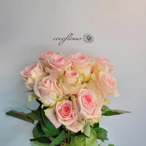 빅토리아 장미 생화 (5송이, 10송이)