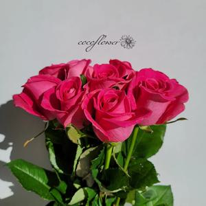 이구아나 장미 생화 (5송이, 10송이)