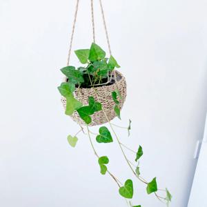 하트 아이비 2종_항아리바구니 행잉플랜트
