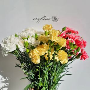 가정의달 스프레이 카네이션 3color (반단, 한단)