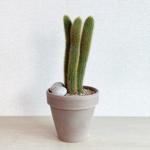 여우꼬리선인장, 오동통한 금빛꼬리 선인장 - 이태리토분 세트
