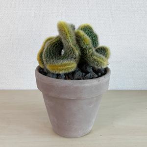 여우꼬리철화, 굽이치는 금빛물결의 선인장 - 이태리토분 세트