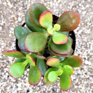 A-07 미니염좌 다육식물 선인장 화분 키우기 ∇