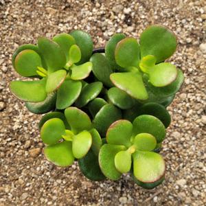 B-01 미니염좌 다육식물 선인장 화분 키우기∇