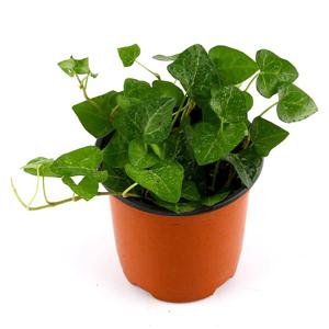 하트아이비_소형포트 공기정화식물