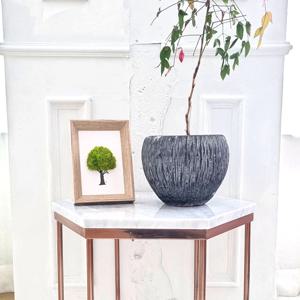 스칸디아모스 탁상액자 공기정화식물