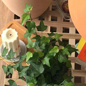 09_아이비 공기정화식물 키우기