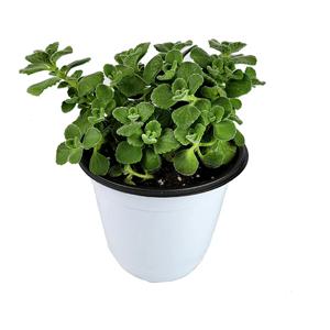 장미허브(중품) 15cm