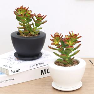 미니염좌 다육이 반구화분 소형 실내공기정화식물