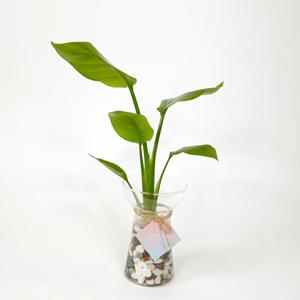 수경재배 여인초 쁘띠글라스+오색돌 DIY