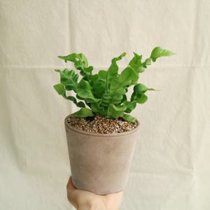[5% 쿠폰!] 코브라 아비스 - 쵸코 직선 토분