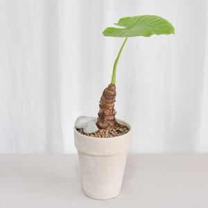 독일토분 알로카시아(중품)