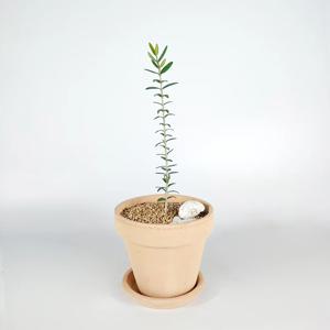 올리브나무+데로마 화분 2size