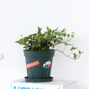 아이비 더 슬릿 공기정화식물 3color