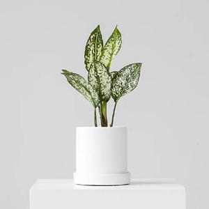 공기정화식물 스노우사파이어 미니 화분세트