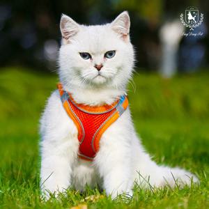 강아지 리드줄 올메쉬 통풍하네스 세트