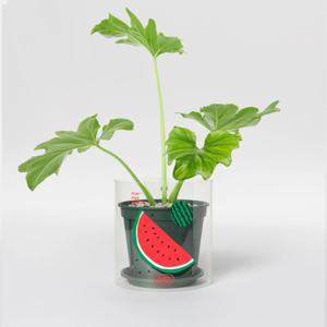 Fruits Series_Water Melon / S + 필로덴드론 호프 셀렘