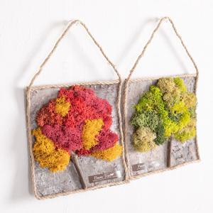 스칸디아모스 공기정화식물 액자 리얼우드 조화 15cm 2컬러