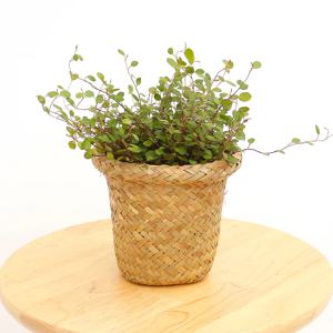 트리안 라탄커버분 관엽식물 실내공기정화식물 소형식물