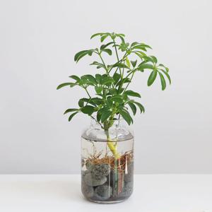 홍콩야자_수경재배식물 플리츠 화병 세트