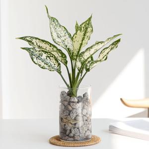 스노우사파이어_펄라이트 수경재배식물