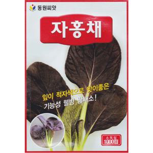 자홍채씨앗 1000립 적청경채씨앗