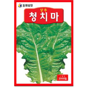 청치마 상추씨앗 2000립