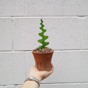 생선뼈 아기자기한 미니 화분 - 더티빈티지 토분S